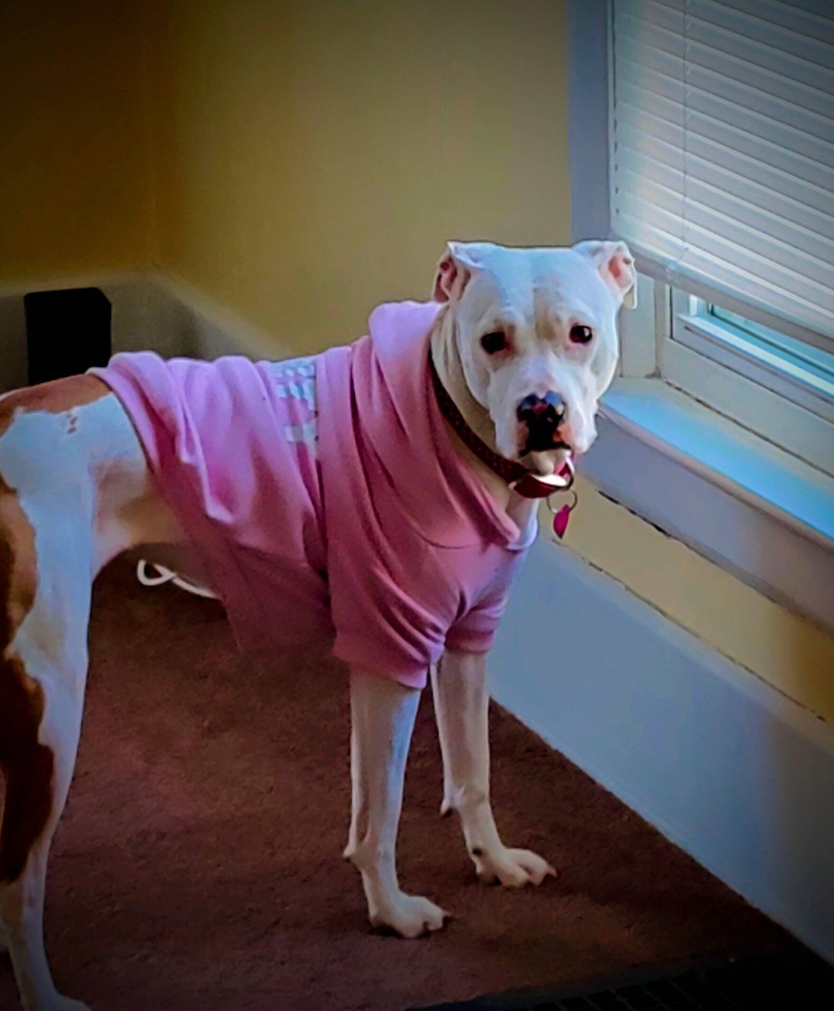 Ahsoka joined the competition — help win amazing prizes! canidae, carnivore, collar, companion_dog, dog, dog_breed, dog_clothes, dog_collar, dog_supply, fawn, flooring, pet_supply, pink, sleeve, snout, sporting_group, t_shirt, tail, window_blind, working_animal