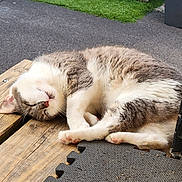 Austin participe au concours pour gagner de l'argent avec cette photo : cat, sleeping, fur, outdoor, wood, mat, pink_paw_pads, relaxing, pet, animal, whiskers, tabby, white_fur, gray_fur, closeup, resting, peaceful, sunlight, daytime, nature