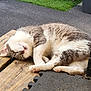 cat, sleeping, fur, outdoor, wood, mat, pink_paw_pads, relaxing, pet, animal, whiskers, tabby, white_fur, gray_fur, closeup, resting, peaceful, sunlight, daytime, nature