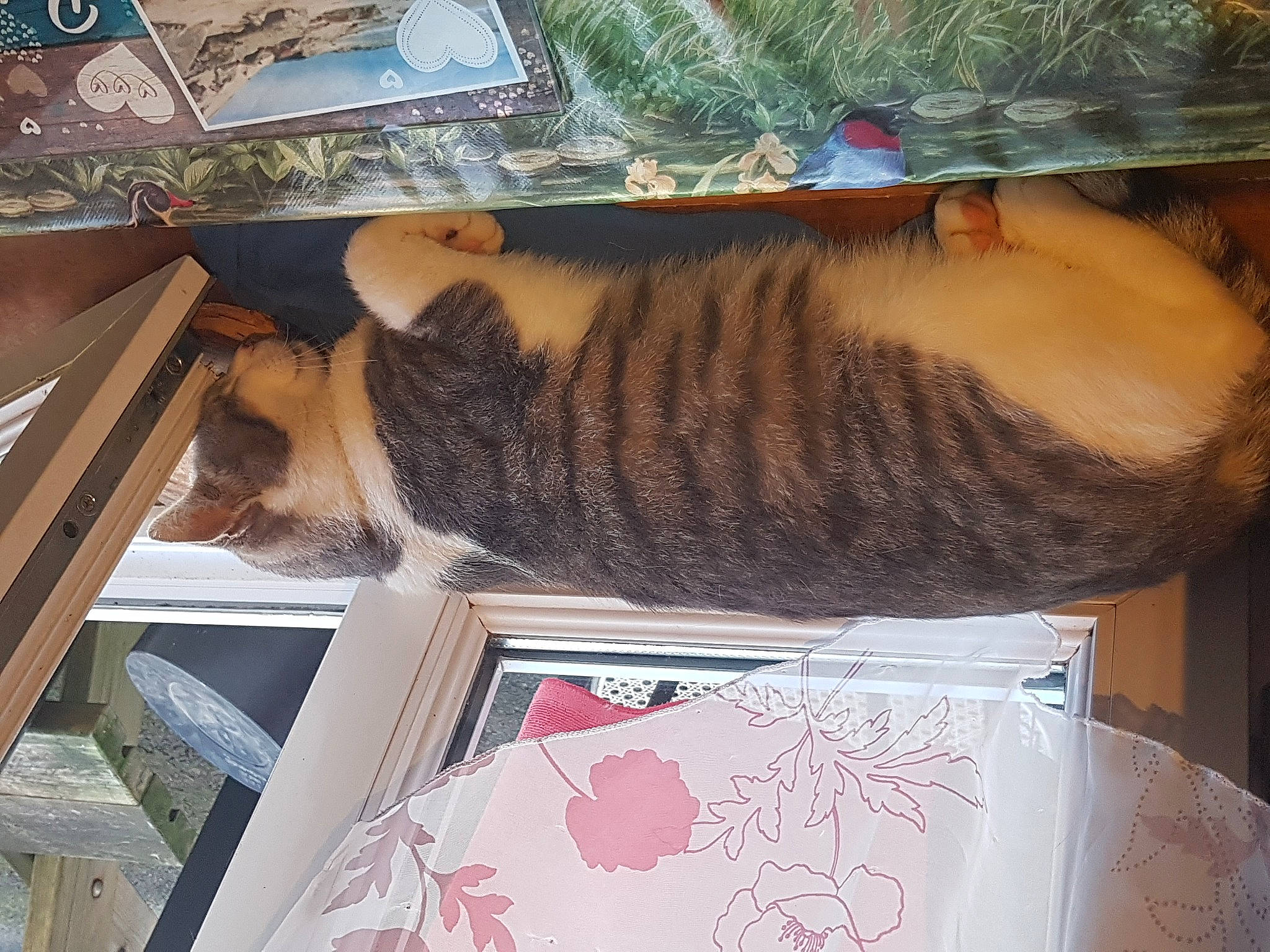 Austin participe au concours pour gagner de l'argent avec cette photo : art, brown, carnivore, cat, domestic_short_haired_cat, fawn, felidae, fur, lap, pattern, small_to_medium_sized_cats, tail, tree, visual_arts, whiskers, window, wood