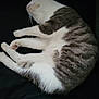 Austin participe au concours pour gagner de l'argent avec cette photo : cat, sleeping, fur, white, gray, striped, animal, pet, whiskers, paws, relaxed, curled_up, resting, indoor, soft, cozy, close_up, mammal, quiet, dark_background