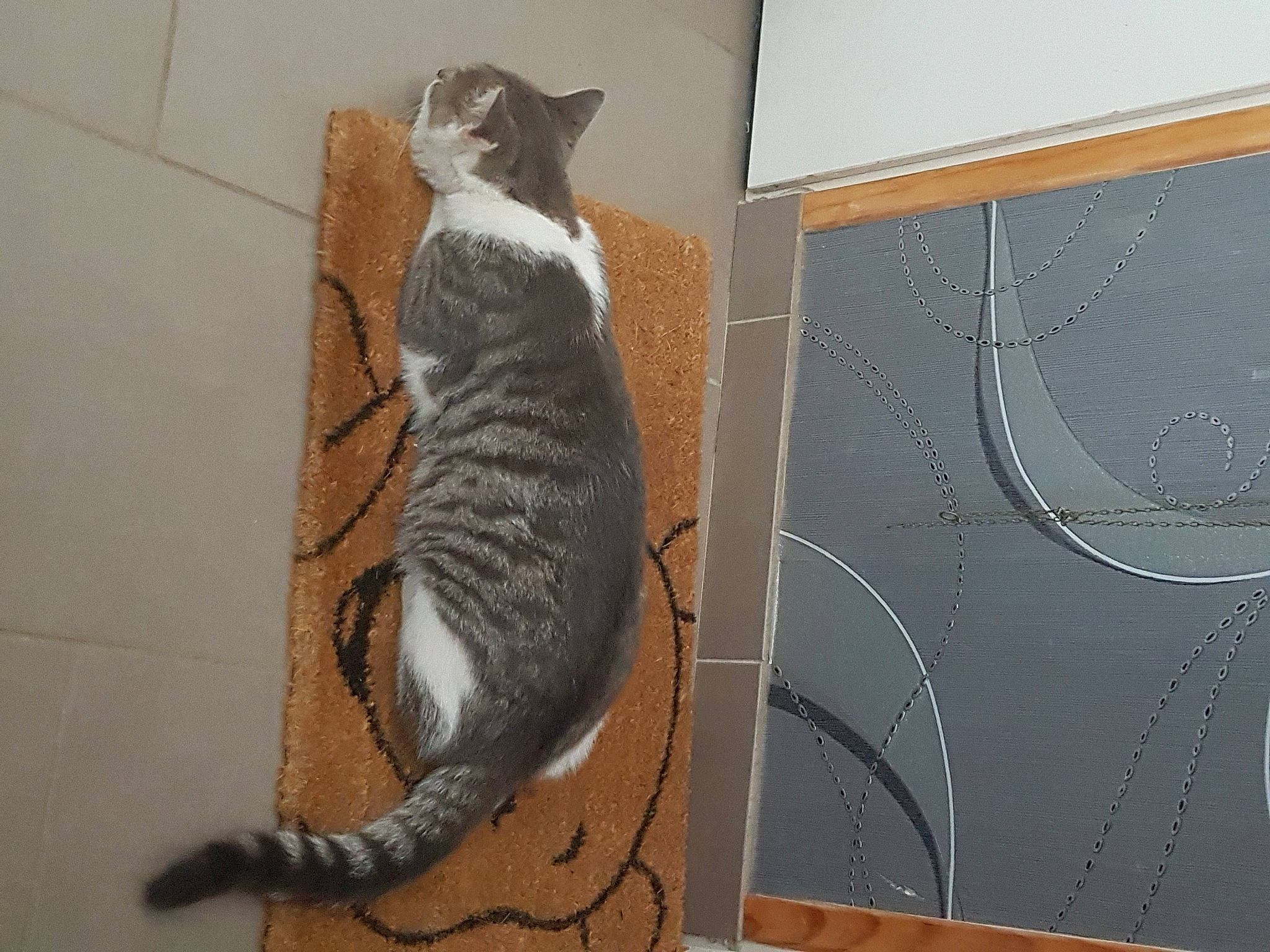 Austin a rejoint le concours — aidez-le/la à gagner de superbes lots ! carnivore, cat, comfort, domestic_short_haired_cat, door, fawn, felidae, floor, flooring, fur, grey, hardwood, room, small_to_medium_sized_cats, snout, tail, terrestrial_animal, whiskers, window, wood