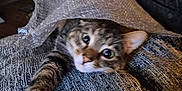 Cinnabon is registered to the contest to win money with this photo: animal, bubble_wrap, cat, close_up, couch, cozy, curious, dim_light, feline, fur, home, indoor, paw, pet, playful, relaxed, stretching, tabby, texture, whiskers