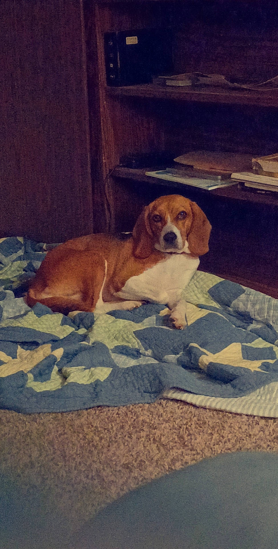 Carley is registered to the contest to win money with this photo: bored, canidae, carnivore, comfort, companion_dog, dog, dog_breed, fawn, flooring, hardwood, hound, linens, liver, scent_hound, snout, sporting_group, square, tints_and_shades, wood, working_animal