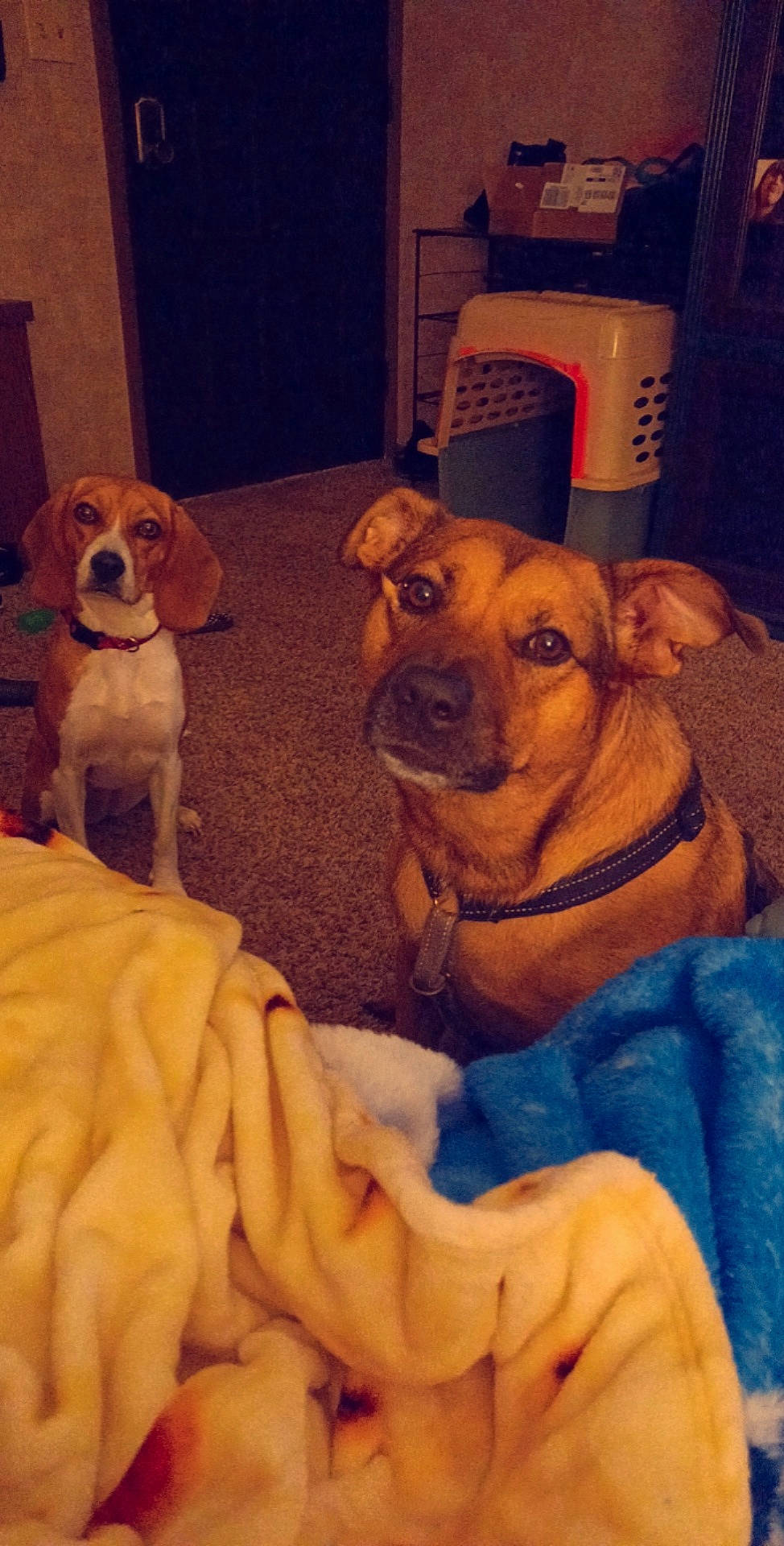 Carley is registered to the contest to win money with this photo: bulldog, canidae, carnivore, chair, comfort, companion_dog, dog, dog_breed, fawn, hound, mammal, molosser, puppy, puppy_love, shar_pei, snout, sporting_group, toy_dog, working_animal, wrinkle