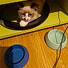 animal, brown_fur, cat, cute, ears, eyes, face, feline, fluffy, food_bowl, hammock, indoor, kitten, paw, pet, shadow, shelf, water_bowl, white_fur, wooden_floor