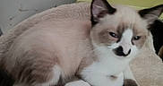 Nougat participe au concours pour gagner de l'argent avec cette photo : animal, beige, brown, cat, cute, ears, face, feline, fur, home, indoor, kitten, paw, pet, relaxed, resting, siamese, sleepy, soft_blanket, white