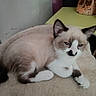 Nougat participe au concours pour gagner de l'argent avec cette photo : animal, beige, brown, cat, cute, ears, face, feline, fur, home, indoor, kitten, paw, pet, relaxed, resting, siamese, sleepy, soft_blanket, white