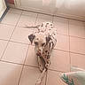 Oburn participe au concours pour gagner de l'argent avec cette photo : dog, dalmatian, spotted_coat, pet, animal, sitting, front_legs, paws, floppy_ears, brown_spots, white_fur, indoor, tile_floor, kitchen, door, sunlight, curtain, home, portrait, funny_pose