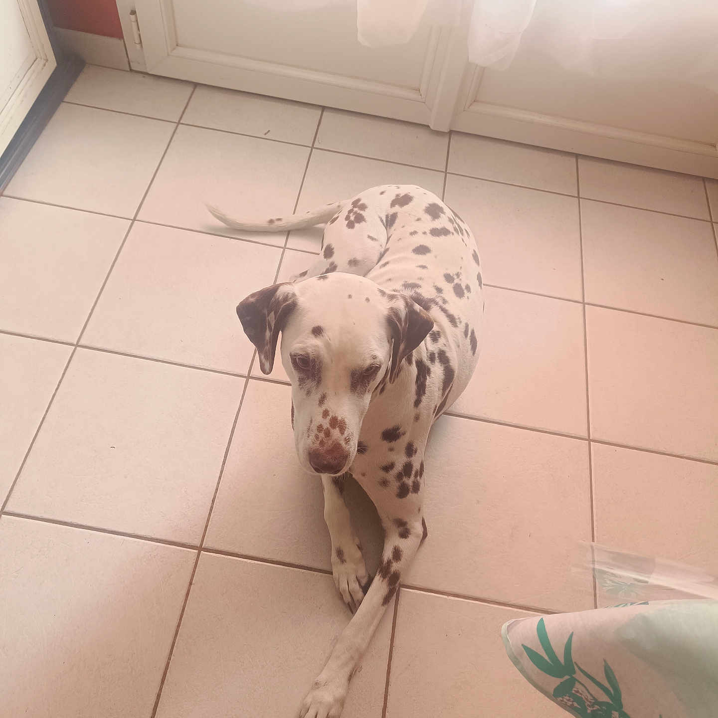 Oburn participe au concours pour gagner de l'argent avec cette photo : dog, dalmatian, spotted_coat, pet, animal, sitting, front_legs, paws, floppy_ears, brown_spots, white_fur, indoor, tile_floor, kitchen, door, sunlight, curtain, home, portrait, funny_pose