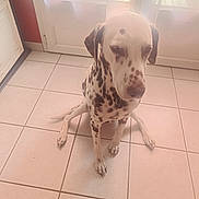 Oburn a rejoint le concours — aidez-le/la à gagner de superbes lots ! dog, dalmatian, spotted_coat, pet, sitting, indoors, tile_floor, window, sunlight, natural_light, portrait, canine, floppy_ears, long_snout, brown_spots, white_fur, home, floor, animal_photography, cute