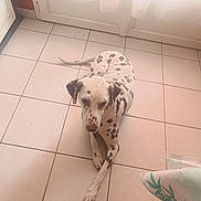Uburn participe au concours pour gagner de l'argent avec cette photo : animal, brown_eyes, curtain, dalmatian, dog, door, floppy_ears, front_leg, home, indoors, laundry, lying_down, paws, pet, portrait, sitting, spotted_coat, sunlight, tiled_floor, window