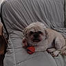 animal, ball, canine, companion, couch, cute, dog, domestic_animal, fluffy, fur, furniture, home, indoor, paw, pet, quilt, relaxing, resting, small_dog, toy