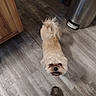 animal, beige, cabinet, companion, curious, curly_tail, dog, flooring, fluffy, footwear, fur, hiking_shoe, home, indoor, light_brown, looking_up, pet, small_dog, trash_can, wooden_floor
