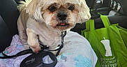Mindy Howe is registered to the contest to win money with this photo: accessory, air_freshener, car_interior, curious, daylight, dog, fabric, fur, green_bag, indoor, leash, pet, resting, seat, seat_cover, small_dog, steering_wheel, towel, transportation, window