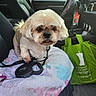 accessory, air_freshener, car_interior, curious, daylight, dog, fabric, fur, green_bag, indoor, leash, pet, resting, seat, seat_cover, small_dog, steering_wheel, towel, transportation, window