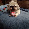 animal, ball, blanket, brown, companion, couch, cozy, cute, dog, fluffy, fur, furniture, home, indoor, paw, pet, playful, relaxed, toy, white