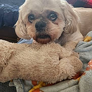 Mindy is registered to the contest to win money with this photo: dog, stuffed_toy, blanket, indoor, pet, cute, small_dog, fur, animal, cozy, comfort, lying_down, close_up, home, soft_toy, ears, nose, eyes, mammal, relaxed