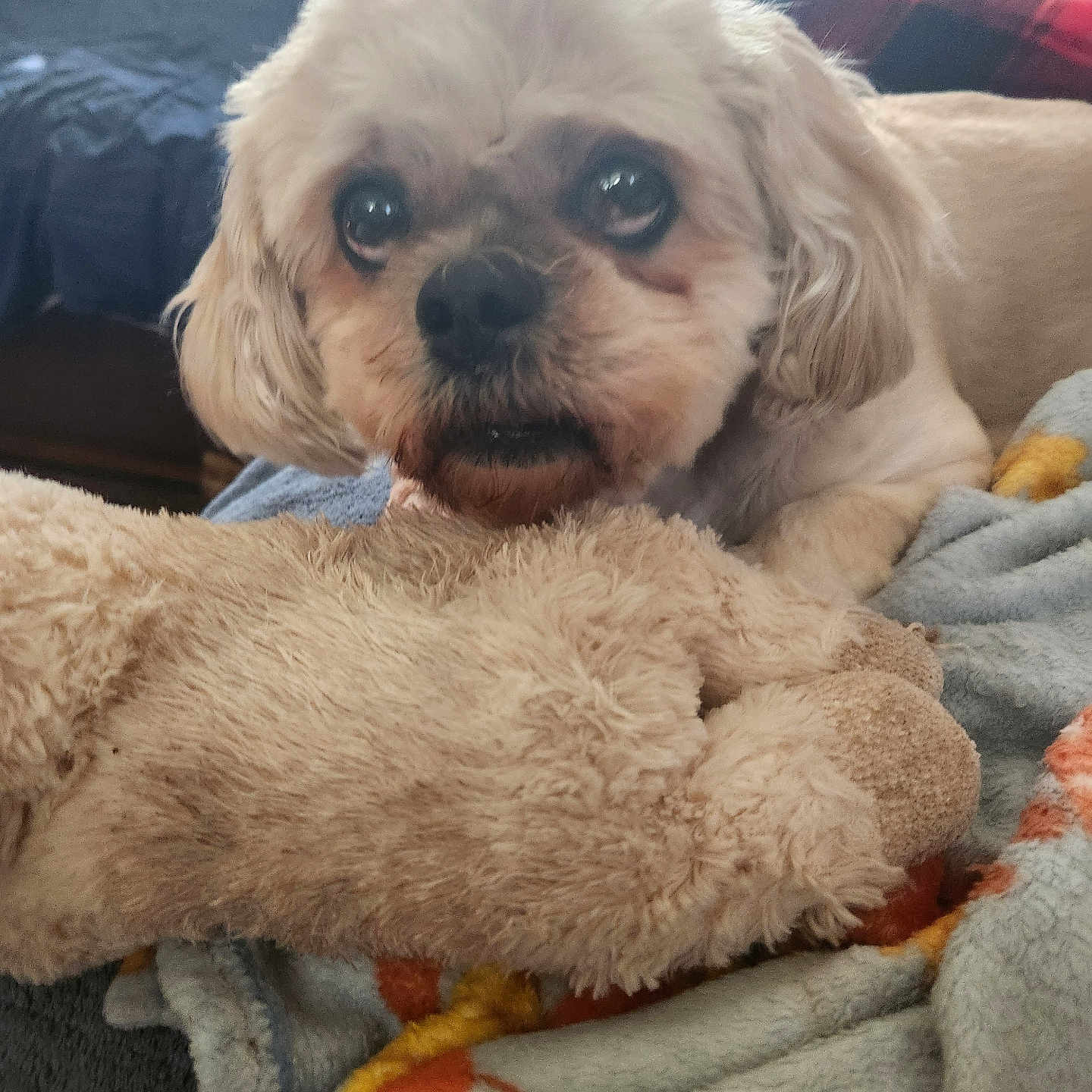 Mindy is registered to the contest to win money with this photo: dog, stuffed_toy, blanket, indoor, pet, cute, small_dog, fur, animal, cozy, comfort, lying_down, close_up, home, soft_toy, ears, nose, eyes, mammal, relaxed