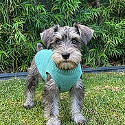 Arlo is registered to the contest to win money with this photo: alert, animal, canine, cute, dog, domestic_animal, fur, garden, grass, greenery, leafy_background, nature, outdoor, pet, portrait, puppy, small_dog, standing, sweater, young_dog