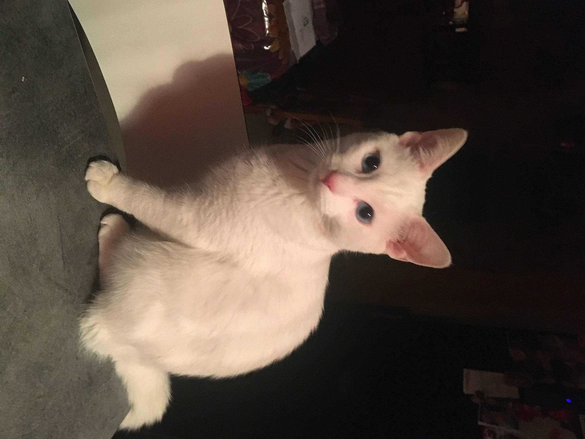 Sagesse participe au concours pour gagner de l'argent avec cette photo : carnivore, cat, domestic_short_haired_cat, ear, eye, fawn, felidae, fur, paw, small_to_medium_sized_cats, tail, terrestrial_animal, whiskers