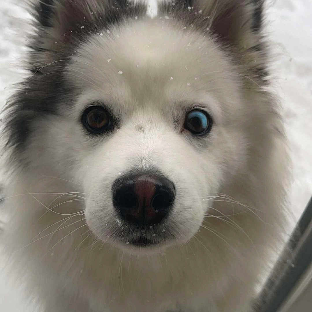 Layka participe au concours pour gagner de l'argent avec cette photo : animal, blue_eye, brown_eye, canine, close_up, companion, curious, dog, ears, face, fluffy, furry, nose, outdoor, pet, portrait, snow, whiskers, window, winter