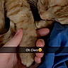 Clementine is registered to the contest to win money with this photo: abyssinian, animal, baby, bodypart, cat, doctor, electronics, face, finger, hand, hardware, head, kitten, manx, massage, person, pet, sleeping, snout, wrist
