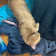 Clementine joined the competition — help win amazing prizes! adult, animal, backpack, bag, baggage, cat, couch, face, female, furniture, hardwood, head, person, pet, photography, portrait, sleeping, suitcase, woman, wood