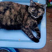 Eclipse joined the competition — help win amazing prizes! blue, cardboard, cat, closeup, container, eye_contact, feline, floor, human_foot, indoor, lounging, paw, pet, plastic_container, resting, sock, tortoiseshell_cat, toy, whiskers, wooden_floor