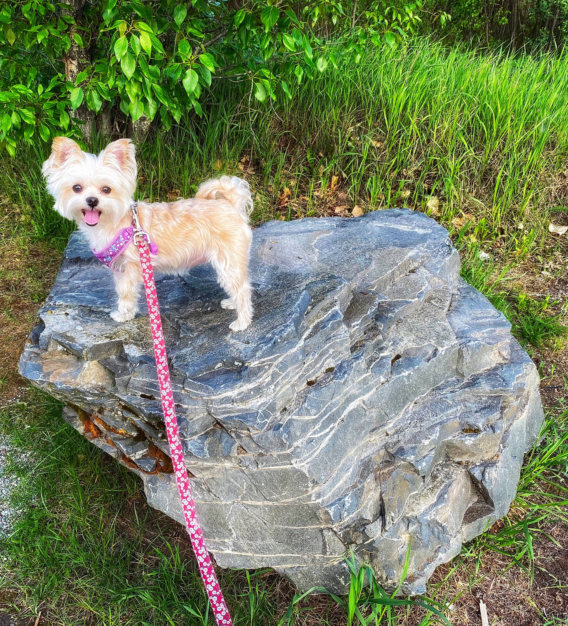Molly joined the competition — help win amazing prizes! cairn_terrier, canidae, carnivore, chihuahua, dog, dog_breed, fawn, grass, leash, mammal, morkie, non_sporting_group, pomeranian, puppy, tail, toy_dog, west_highland_white_terrier