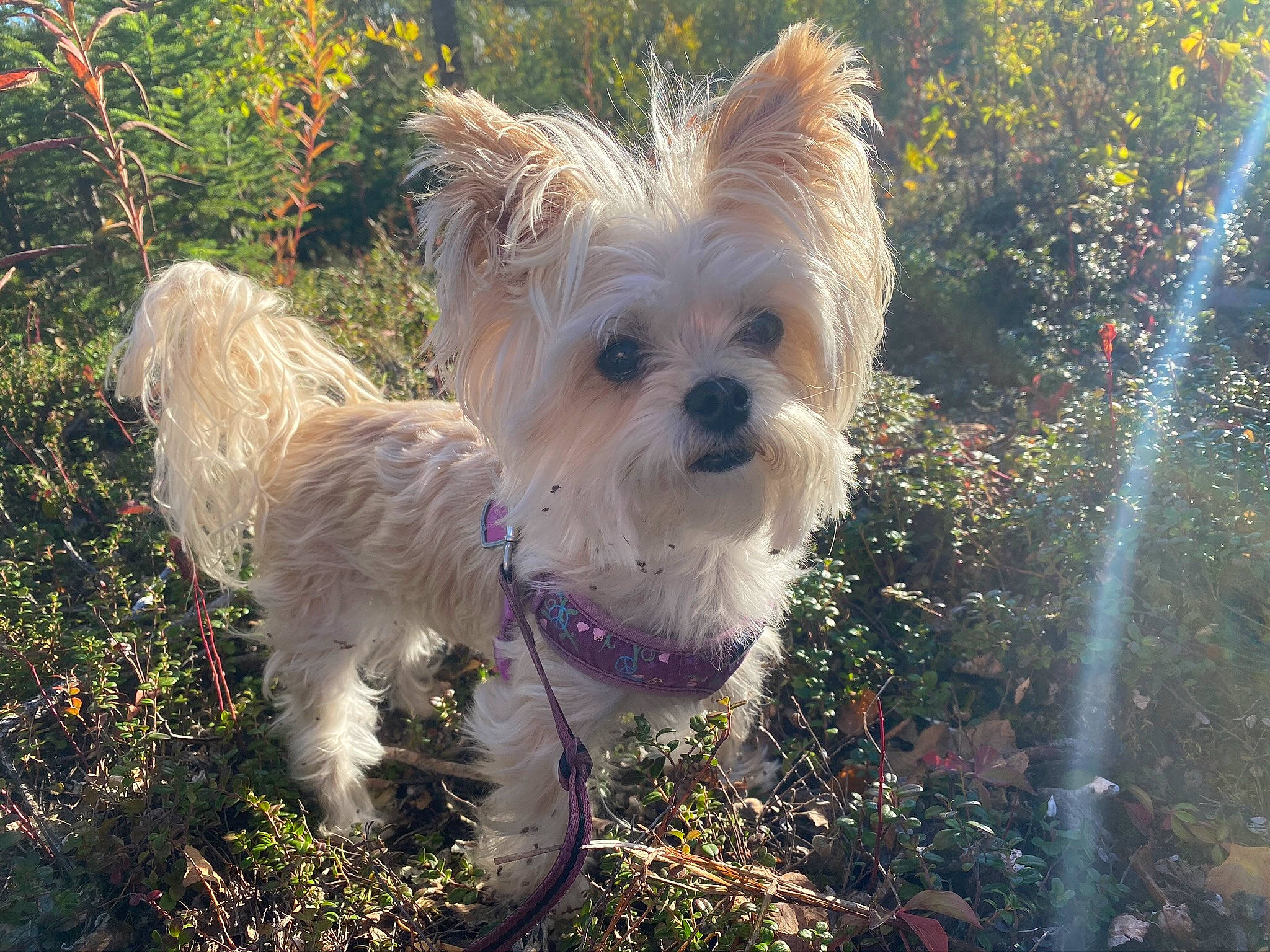Molly joined the competition — help win amazing prizes! biewer_terrier, cairn_terrier, canidae, carnivore, chinese_imperial_dog, companion_dog, dog, dog_breed, dog_walking, mammal, morkie, puppy, rare_breed_dog, small_terrier, snout, terrier, toy_dog, vertebrate, west_highland_white_terrier, yorkshire_terrier