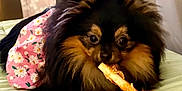 Maggie joined the competition — help win amazing prizes! dog, pomeranian, pet, animal, fluffy, treat, bed, pink, floral, outfit, cute, indoor, fur, muzzle, paw, lying_down, canine, domestic_animal, chewing, closeup