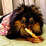 dog, pomeranian, pet, animal, fluffy, treat, bed, pink, floral, outfit, cute, indoor, fur, muzzle, paw, lying_down, canine, domestic_animal, chewing, closeup