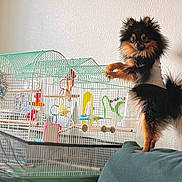 Maggie joined the competition — help win amazing prizes! dog, small_dog, pomeranian, pet, cage, birdcage, toy, indoor, furniture, couch, curious, standing, fur, animal, companion, shirt, home, wall, colorful, perch