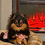 dog, pomeranian, pet_bed, fireplace, electric_fireplace, floral_outfit, black_dog, tan_dog, indoor, cozy, fur, animal, cute, small_dog, home, relaxing, warm, comfort, bed, resting