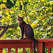 Freyja joined the competition — help win amazing prizes! cat, tabby, wooden_railing, outdoor, nature, greenery, sunlight, leaves, animal, pet, feline, curious, sitting, daylight, backyard, summer, tree, wildlife, mammal, portrait