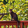 cat, tabby, wooden_railing, outdoor, nature, greenery, sunlight, leaves, animal, pet, feline, curious, sitting, daylight, backyard, summer, tree, wildlife, mammal, portrait