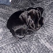 Dex is registered to the contest to win money with this photo: adorable, animal, black_dog, blanket, companion, cozy, curious_eyes, curled_up, cute, domestic_animal, fur, indoor, pet, puppy, relaxing, resting, sleeping, small_dog, soft_texture, young_dog