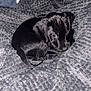 adorable, animal, black_dog, blanket, companion, cozy, curious_eyes, curled_up, cute, domestic_animal, fur, indoor, pet, puppy, relaxing, resting, sleeping, small_dog, soft_texture, young_dog