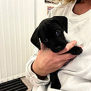 Dex is registered to the contest to win money with this photo: puppy, black_dog, pet, indoor, person, hand, white_sweatshirt, curly_hair, floor_mat, flooring, holding, cute, small_dog, young_dog, domestic_animal, companion, animal_face, snout, paw, cozy