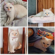 Socquette a rejoint le concours — aidez-le/la à gagner de superbes lots ! cat, blue_eyes, cream_colored, blanket, cozy, cat_tree, wooden_bars, tattoo, curious, relaxed, indoor, feline, pet, fur, whiskers, collar, bell, paw, sitting, lying_down