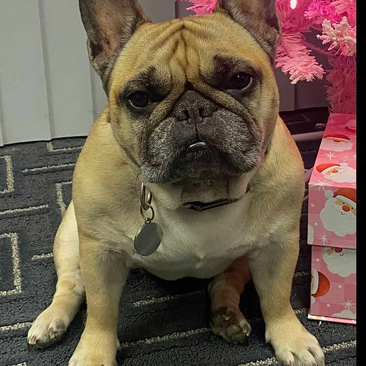 Esmee joined the competition — help win amazing prizes! animal, carpet, christmas_tree, collar, cute, dog, ears, face, festive, french_bulldog, gift_box, holiday, indoor, mammal, ornaments, paw, pet, pink_tree, sitting, tag