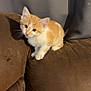 kitten, cat, orange_cat, white_cat, pet, animal, cute, small, young, feline, indoor, couch, brown_couch, furniture, curious, looking, soft_fur, domestic_cat, home, pet_animal