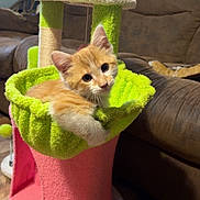 Wrigley is registered to the contest to win money with this photo: kitten, cat, cat_tree, orange_cat, indoor, furniture, couch, wooden_floor, pet, cute, young_cat, cozy, relaxed, toy, houseplant_shape, living_room, curious, fur, animal, domestic_animal