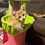 kitten, cat, cat_tree, orange_cat, indoor, furniture, couch, wooden_floor, pet, cute, young_cat, cozy, relaxed, toy, houseplant_shape, living_room, curious, fur, animal, domestic_animal