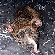 Widow joined the competition — help win amazing prizes! dog, brindle, pet, indoor, blanket, black, white, marble_pattern, lying_down, close_up, canine, ears, snout, fur, bed, resting, animal, cute, domestic, looking