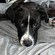 Winnie is registered to the contest to win money with this photo: dog, black_and_white, pet, lying_down, blanket, indoor, bedroom, cozy, animal, canine, fur, ears, nostrils, face, eyes, resting, comfort, domestic, close_up, relaxed