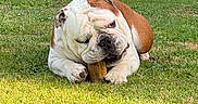 Vicking participe au concours pour gagner de l'argent avec cette photo : animal, bulldog, canine, chewing, cute, daytime, dog, garden, grass, greenery, lawn, leaves, mammal, nature, outdoor, pet, playful, relaxed, stick, sunlight