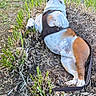 animal, brown, bulldog, canine, daylight, dog, garden, grass, greenery, harness, leash, leaves, lying_down, nature, outdoor, pet, plants, relaxed, soil, white