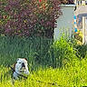 Vicking a rejoint le concours — aidez-le/la à gagner de superbes lots ! animal, bulldog, bush, canine, daylight, dog, grass, greenery, house, leash, nature, outdoor, pet, plants, relaxed, residential, shrub, summer, sunlight, yard